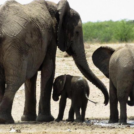 Etosha Safari Lodge, Etosha National Park, Namibia Окаукуэджо Экстерьер фото