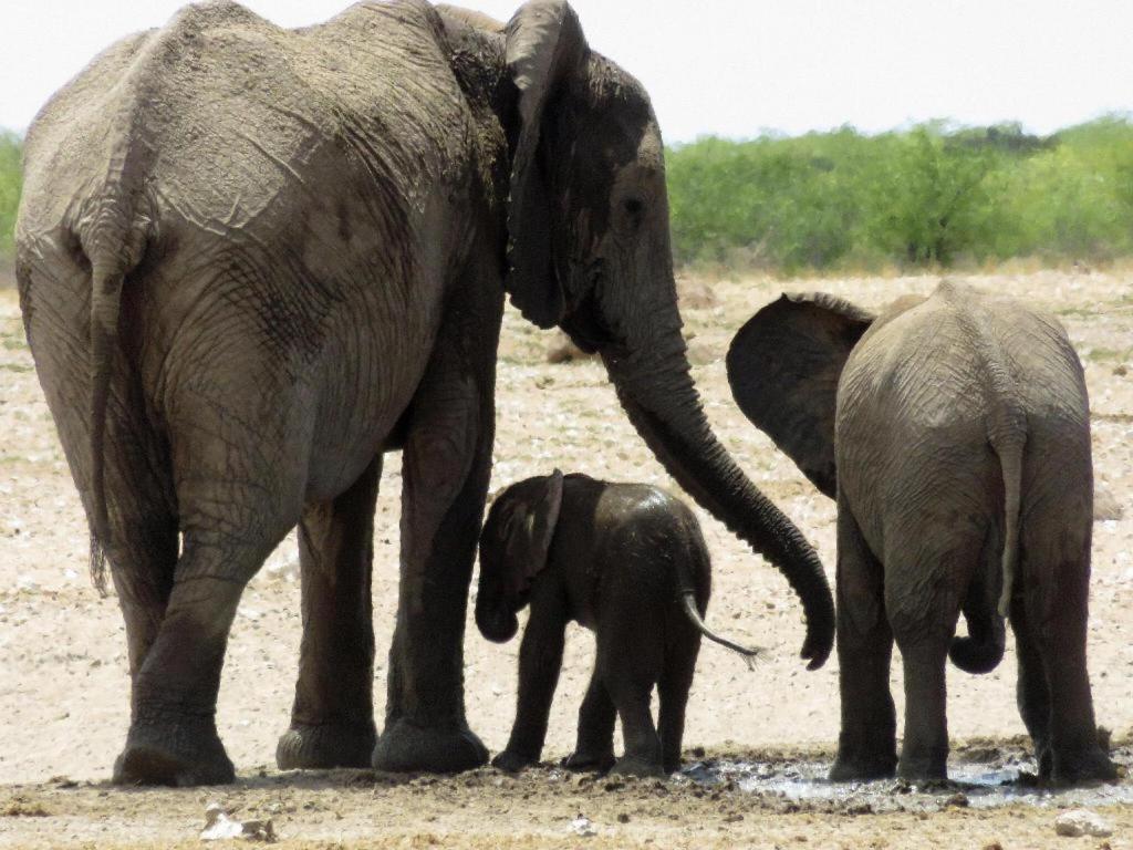 Etosha Safari Lodge, Etosha National Park, Namibia Окаукуэджо Экстерьер фото