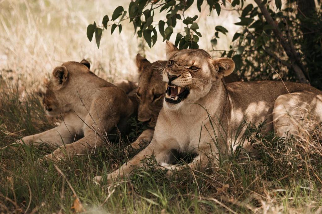 Etosha Safari Lodge, Etosha National Park, Namibia Окаукуэджо Экстерьер фото